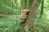 Fungus on Tree